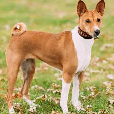 سگ باسنجی (Basenji)