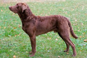 سگ چساپیک بی رتریور (Chesapeake Bay Retriever)