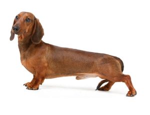 سگ داکسهوند (Dachshund)