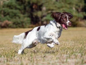 سگ اسپرینگر اسپانیل انگلیسی (English Springer Spaniel)