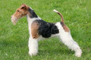 سگ فاکس تریر (Fox Terrier)