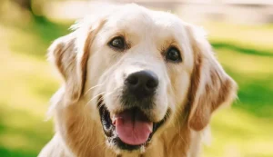 گلدن رتریور (Golden Retriever)