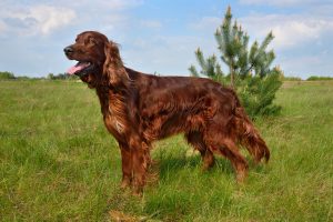 ستتر ایرلندی (Irish Setter)