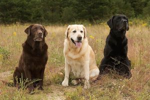 لابرادور رتریور (Labrador Retriever)