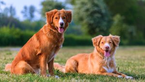 سگ نوا اسکوشیا داک تولینگ رتریور (Nova Scotia Duck Tolling Retriever)