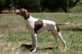 پوینتر (Pointer)
