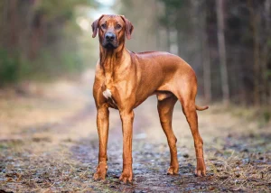 ریدجبک رودزیایی (Rhodesian Ridgeback)