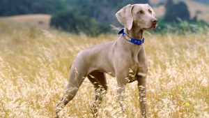 سگ وایمارنر (Weimaraner)