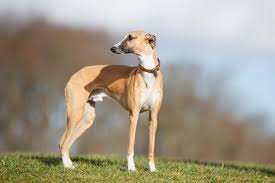 سگ ویپت (Whippet)