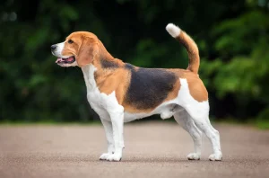 بیگل (Beagle)
