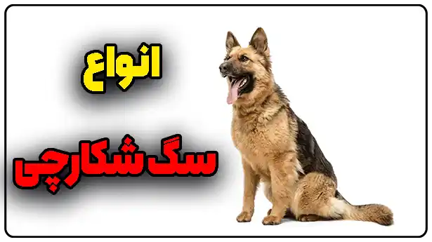 سگ شکارچی