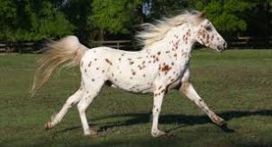 American Pony