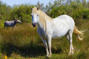 پونی کامارگو (Camargue Pony)