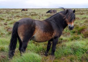پونی اکسفورد شیر (Exmoor Pony)