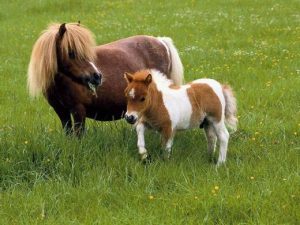پونی فالابلا (Falabella)