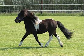 پونی شتلند (Shetland Pony)