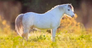 پونی ولش (Welsh Pony)
