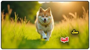 سگ آکیتا