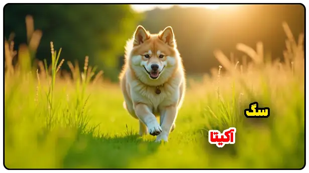سگ آکیتا