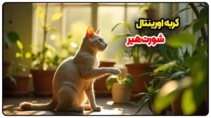 گربه اورینتال شورت‌هیر