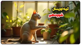 گربه اورینتال شورت‌هیر