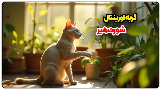 گربه اورینتال شورت‌هیر