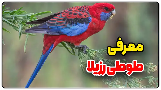 طوطی رزیلا